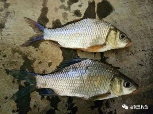 日本进口鲫鲤爆料视频,视频爆料揭示惊人真相  第1张