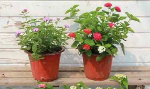 丑角内鬼爆料视频大全最新,揭秘娱乐圈不为人知的秘密  第3张 丑角内鬼爆料视频大全最新,揭秘娱乐圈不为人知的秘密  第3张