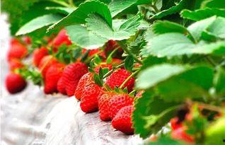 草莓 精彩爆料视频大全,精彩爆料视频大盘点  第2张 草莓 精彩爆料视频大全,精彩爆料视频大盘点  第2张