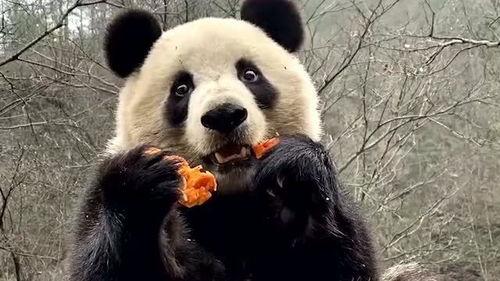 吃瓜熊猫动画视频下载免费,免费下载,欢乐无限  第3张 吃瓜熊猫动画视频下载免费,免费下载,欢乐无限  第3张