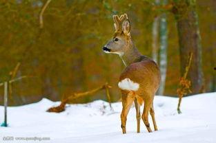 狍子先生爆料视频播放在线观看,独家解析幕后真相  第2张 狍子先生爆料视频播放在线观看,独家解析幕后真相  第2张