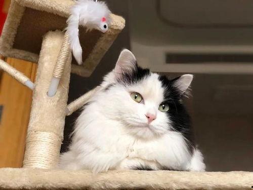 热点爆料猫猫视频下载,热点爆料背后的下载攻略  第3张 热点爆料猫猫视频下载,热点爆料背后的下载攻略  第3张