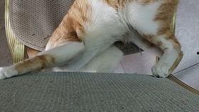 秃崽吃瓜视频链接下载免费,揭秘热门视频背后的趣味故事  第3张 秃崽吃瓜视频链接下载免费,揭秘热门视频背后的趣味故事  第3张